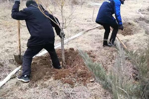 种树什么时候种最好？