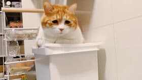 猫咪如何助力家庭生活？