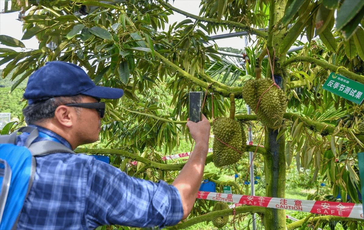 榴莲的种植方法和气候条件