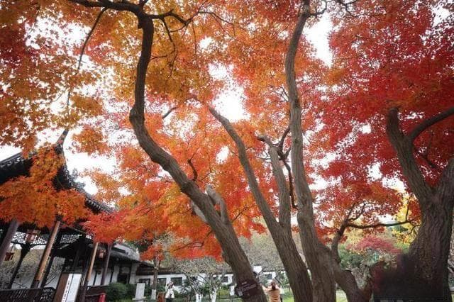 南京莫愁湖鸡爪槭火红绽放，古典园林画卷等你探索