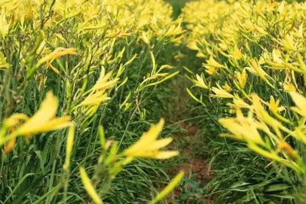 黄花菜怎么种植可以快速进入高产期？