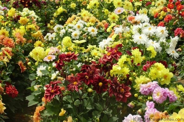可以夏播的草本花卉有哪些？以下几种都很合适