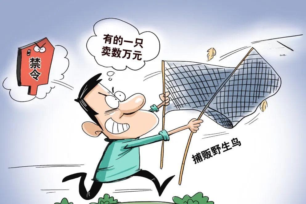 非法狩猎案例警示：保护野生动物，维护生态平衡