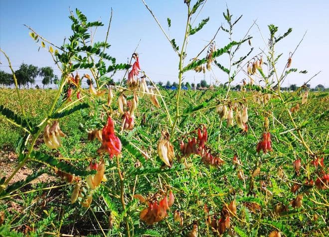 黄芪什么时候种植最好