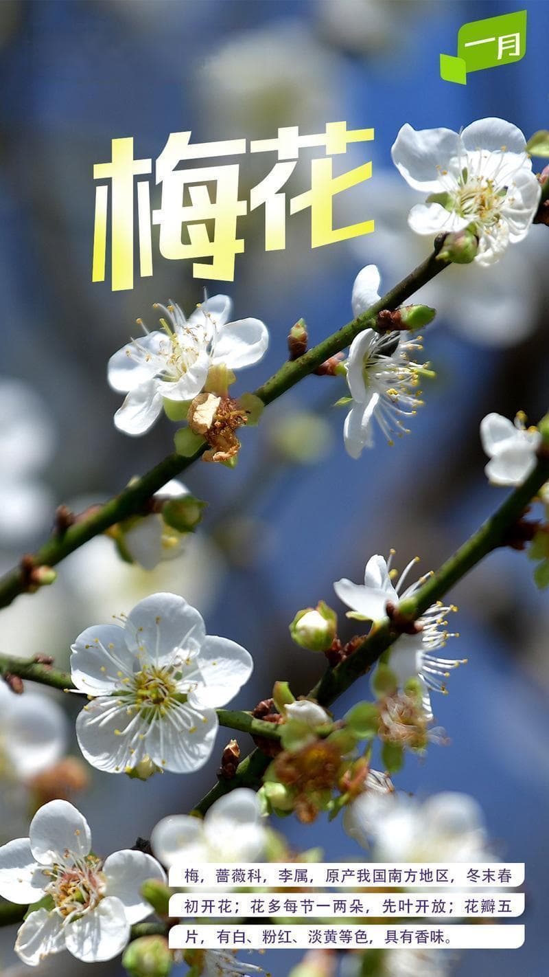 千年花城 每月一花丨得春独早，“梅”景醉人