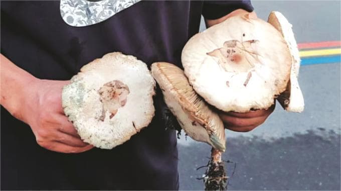野生蘑菇中毒高发季，医生：这些症状和误区要当心