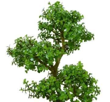 金枝玉叶花的品种及特点（探秘金枝玉叶花的外貌、生长环境及种植技巧）