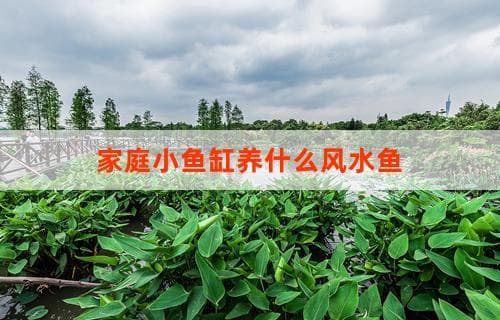家庭小鱼缸养什么风水鱼：选择与布局指南