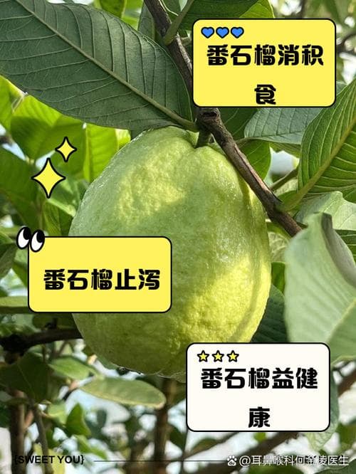 为什么两种水果都叫“石榴”？