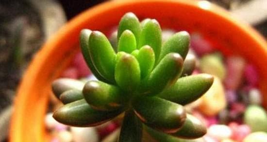 多肉植物的养护与修剪（打造美丽多肉花园，让你的家更有生气）
