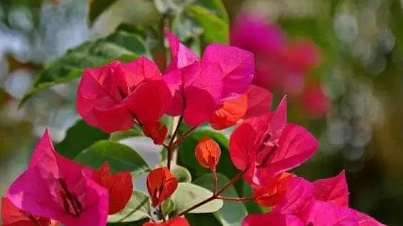 室内植物养护必看：30种常见花卉的浇水光照指南