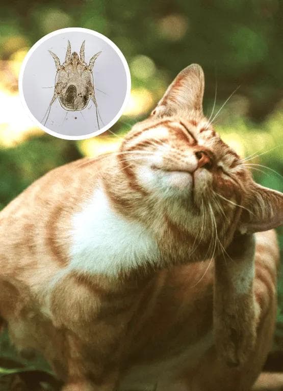 猫咪耳螨：症状、原因及治疗全攻略
