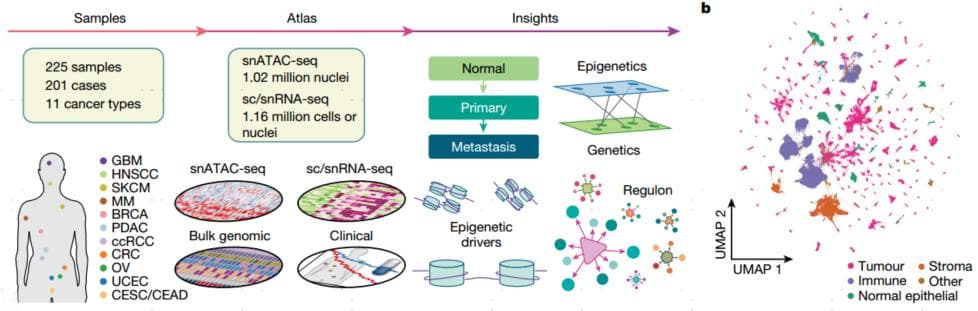 从顶刊前沿看scRNA-seq联合scATAC-seq在泛癌研究中的潜能
