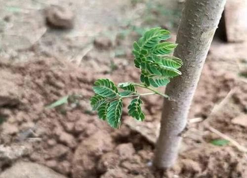 凤凰木是什么植物？从观赏到药用价值全解析