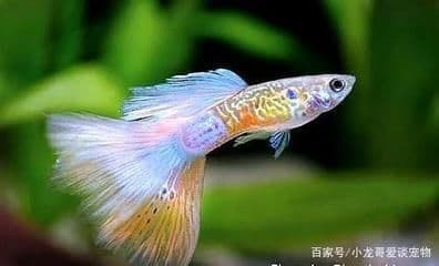 观赏鱼喂食频率指南：如何科学喂养观赏鱼