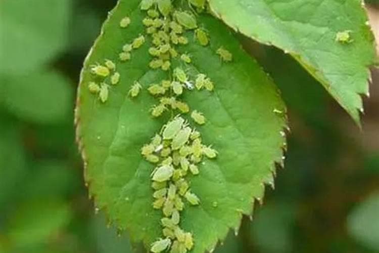 桃树花后防治蚜虫应注意什么？