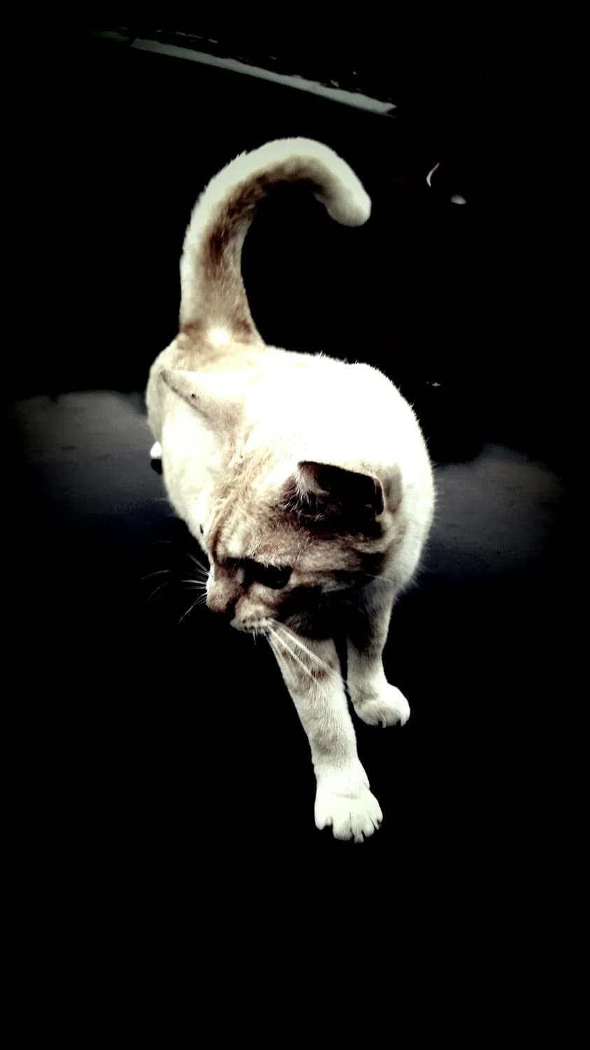 猫式和狗式，让你告别压力山大