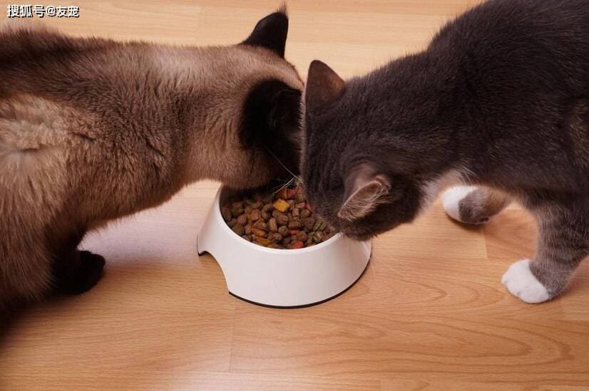 新手如何挑选猫粮：全面指南与实用技巧