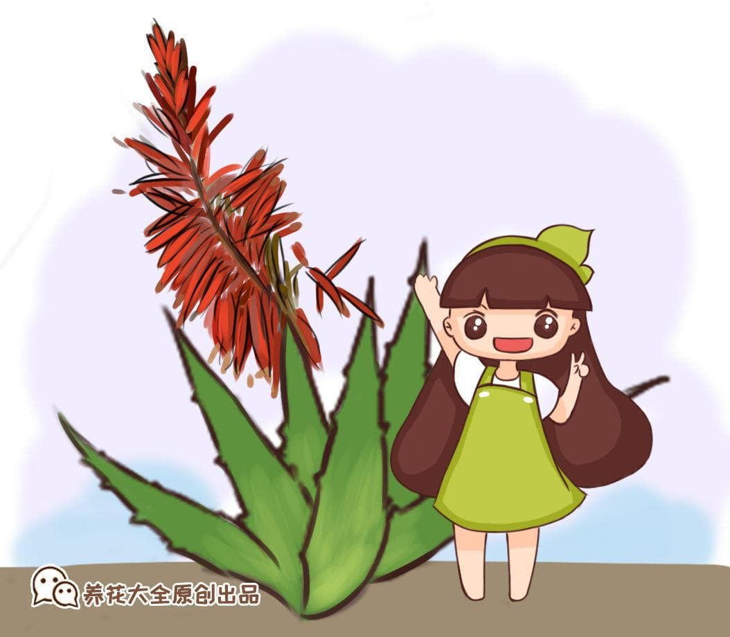家养芦荟怎么养（芦荟日常养护知识）
