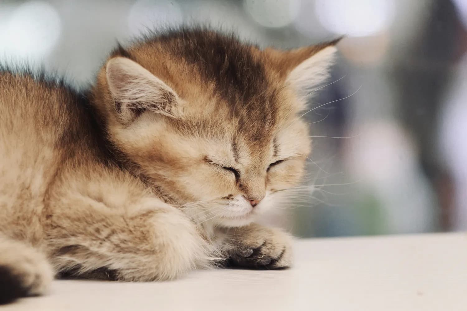 小猫肚子疼怎么办？铲屎官必学急救法