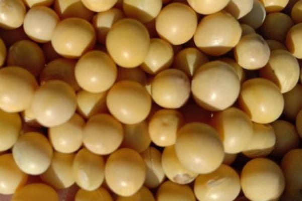 大豆品种十大排名