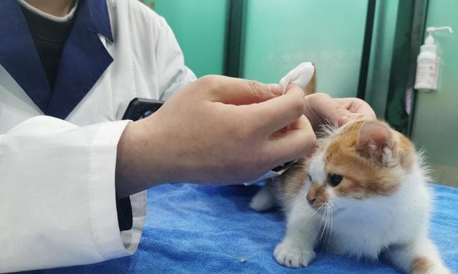 猫三联疫苗完全指南：接种时间、注意事项及常见问题解答