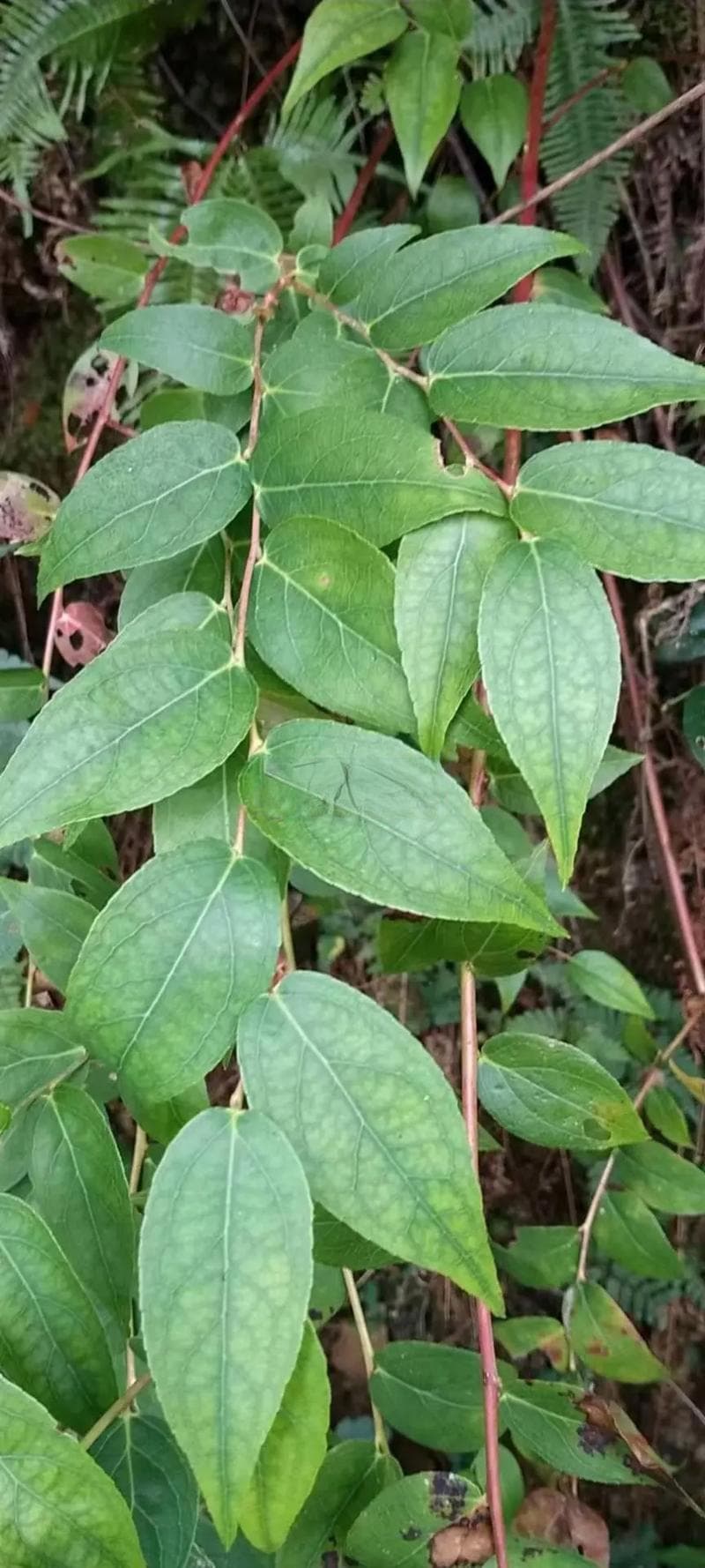 走马胎的功效与作用