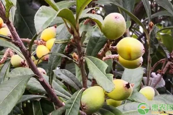 适合湖北种植的20种水果