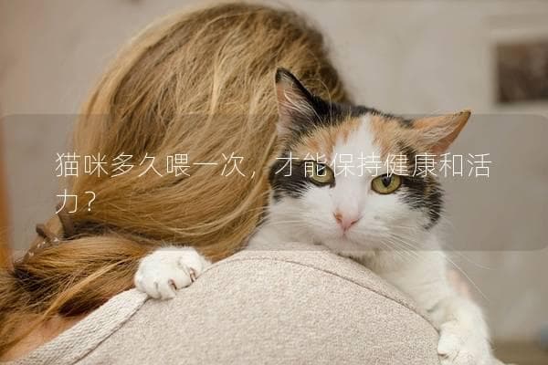 猫咪多久喂一次，才能保持健康和活力？