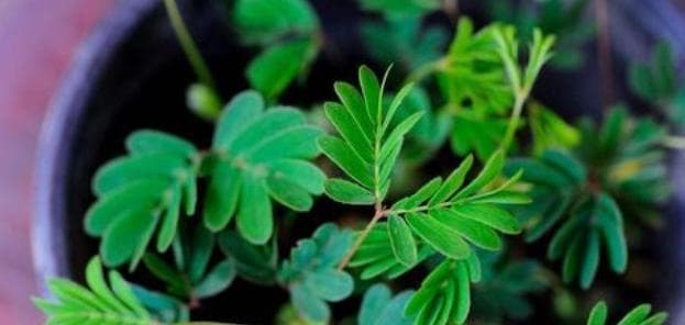 家庭种植含羞草的详细指南（从选种、土壤、光照到护理，让您轻松养活含羞草）