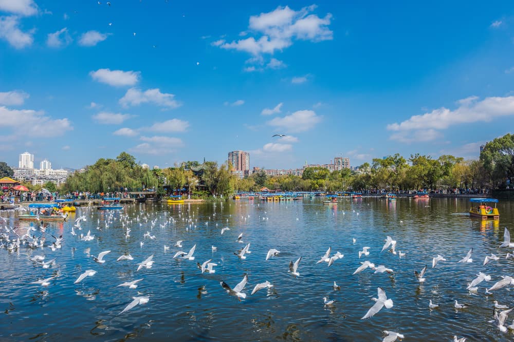 翠湖公园：昆明城中的诗意宝藏，藏着人间烟火与自然浪漫！