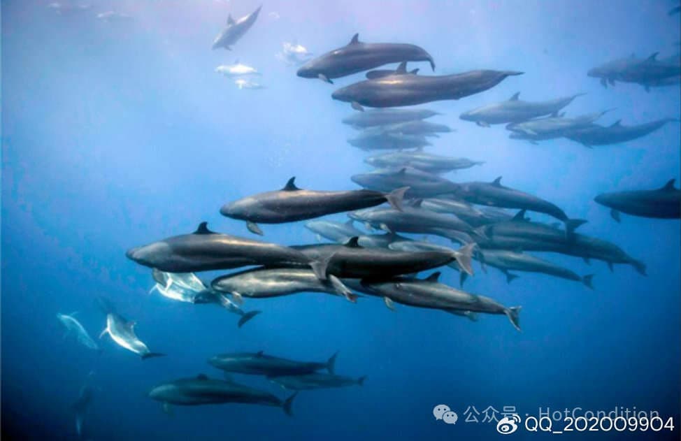 一生必看的15部顶级纪录片，不要把生命给了无知
