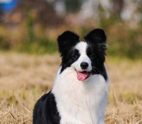 都是牧羊犬，德国牧羊犬能做警犬，边境牧羊犬为何不行？