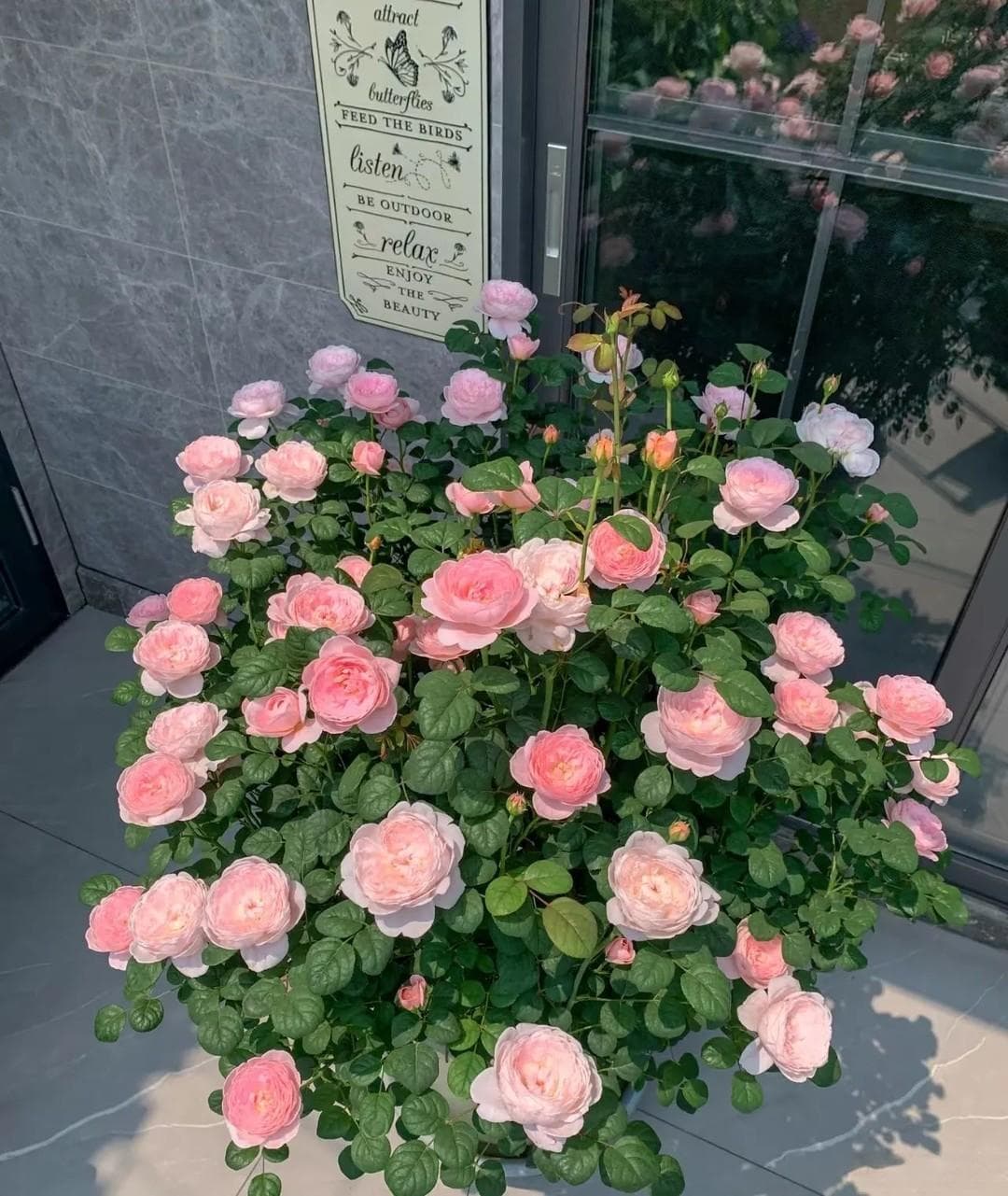 春节后，给7种花草“剃个头”，剃得越狠，开花越多
