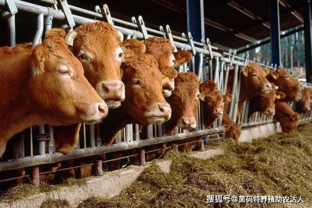秸秆做青储饲料很容易-用青储饲料喂牛要注意这些小细节