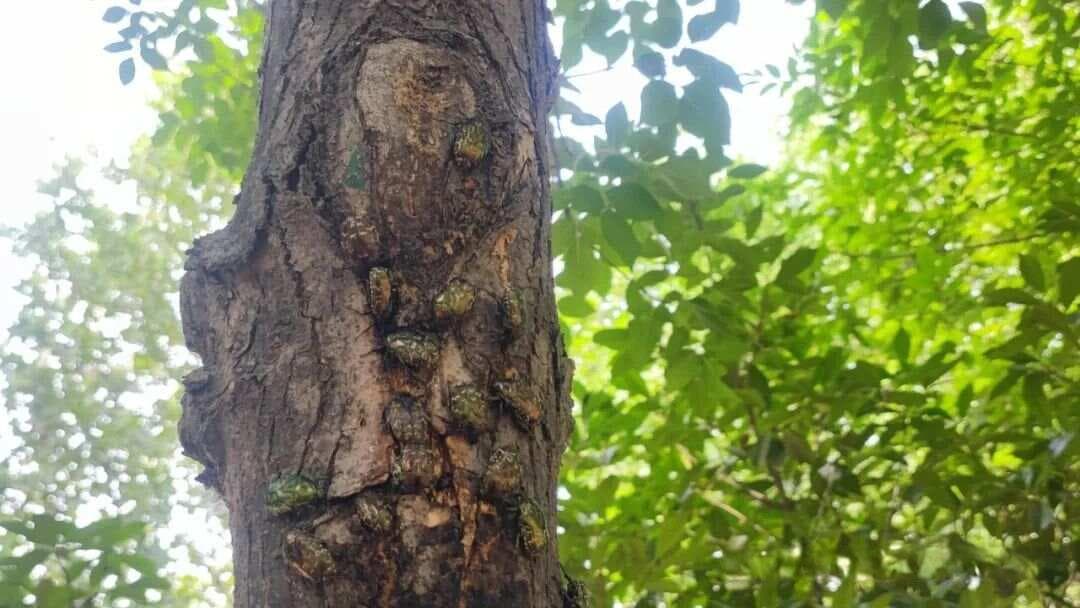 铜绿金龟子的防治技术