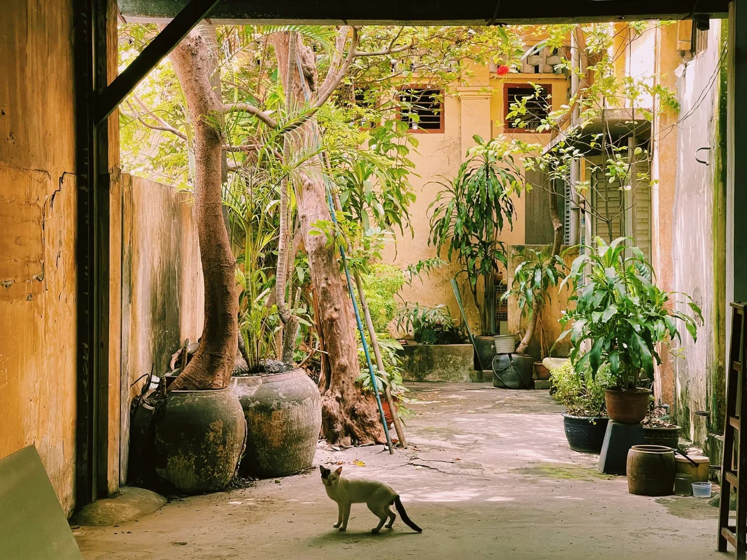 《流浪猫》：一场别开生面的美食冒险之旅