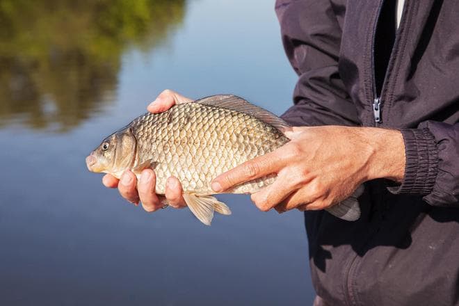 淡水鱼类垂钓温度指南：从鲫鱼到青鱼的最佳摄食温度