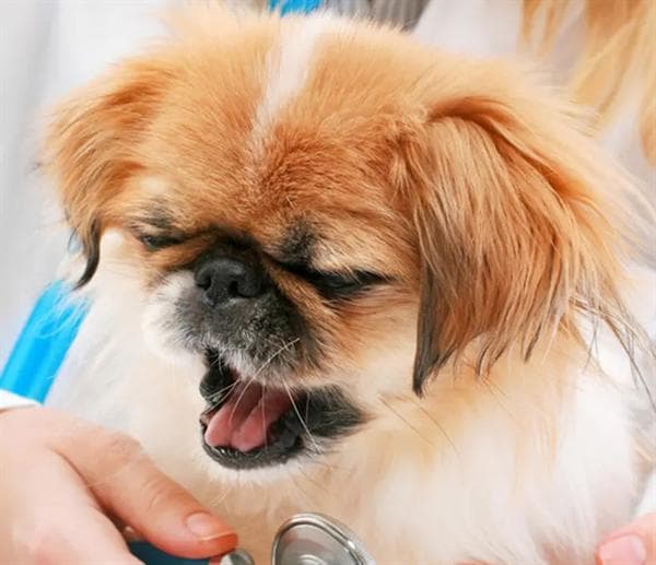 犬窝咳全面解析：症状、传播、治疗与护理