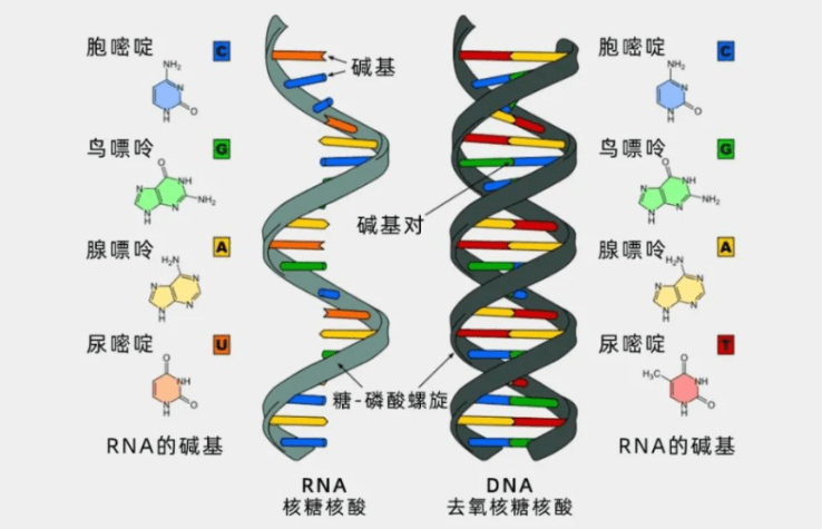 如何储存提纯后的RNA