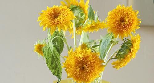 鲜切菊花保鲜指南：14个关键步骤让菊花持久绽放
