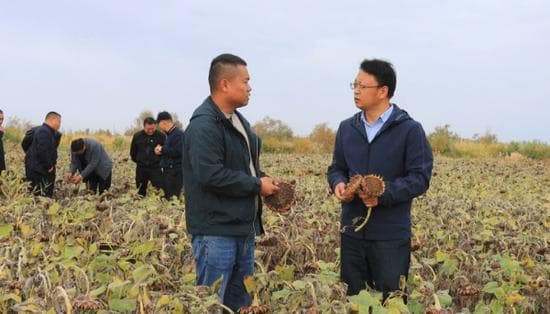 “暗管排盐”让碱地变良田——盐碱地高效治理取得新突破
