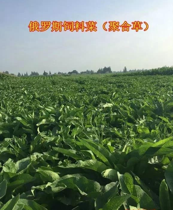俄罗斯饲料菜种植技术全解析：从栽培到采收的关键环节