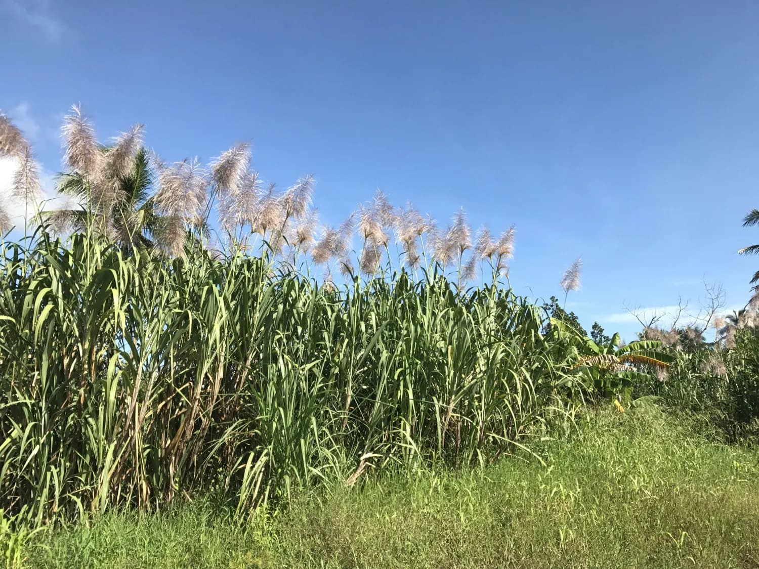 高丹草亩产10吨，助力农村经济腾飞