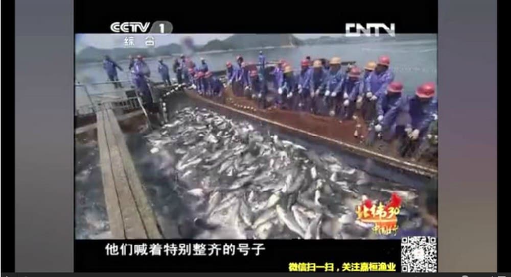 “赶、拦、刺、张”联合渔法——大水面捕捞的主要方法