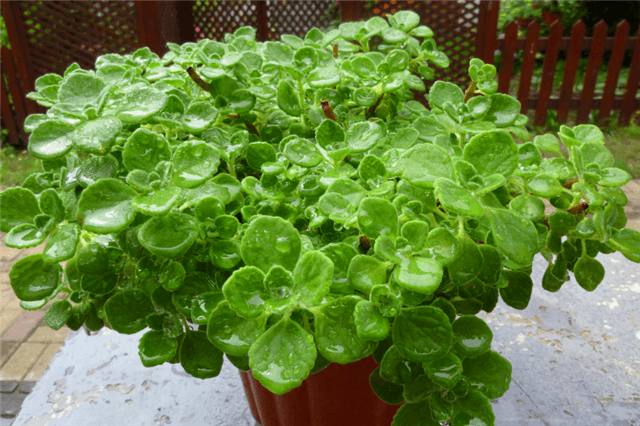碰碰香属于多肉植物吗（养殖方法和注意事项）
