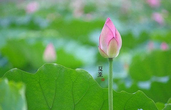夏至是什么意思？夏至节气的习俗、养生知识与食谱推荐