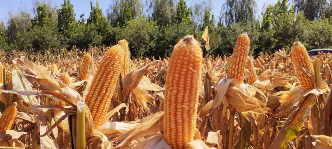 辽宁玉米熟期划分：活动积温是关键指标