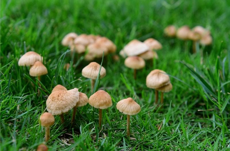 预防野生蘑菇中毒：特征识别与应急处理全攻略
