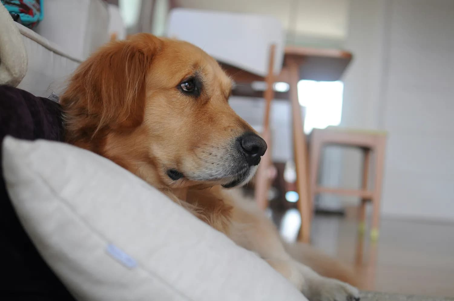 金毛犬：抑郁症患者的心灵导师